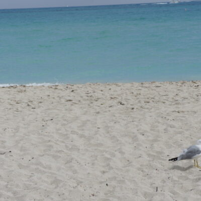 Assim eu vejo a vida