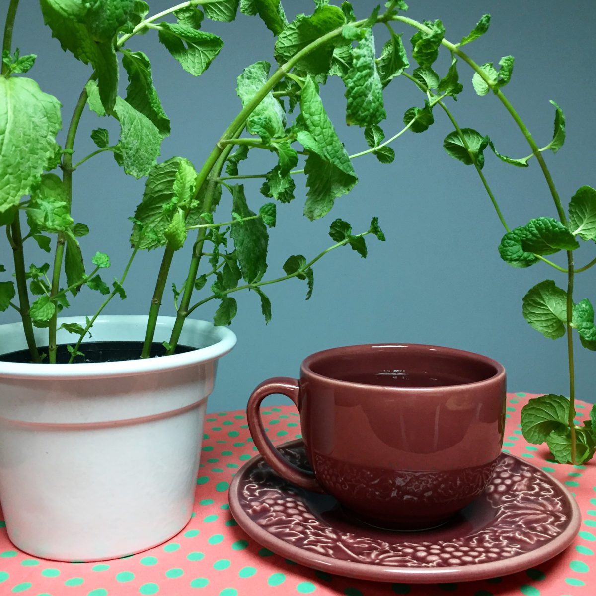 Como cultivar hortelã em casa