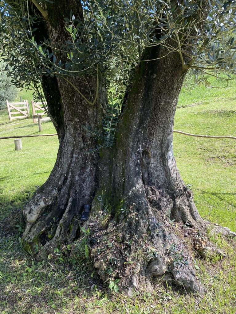 Primeira oliveira de Sabiá com mais de 300 anos
