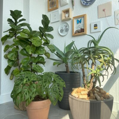 As plantas da minha casa: sala