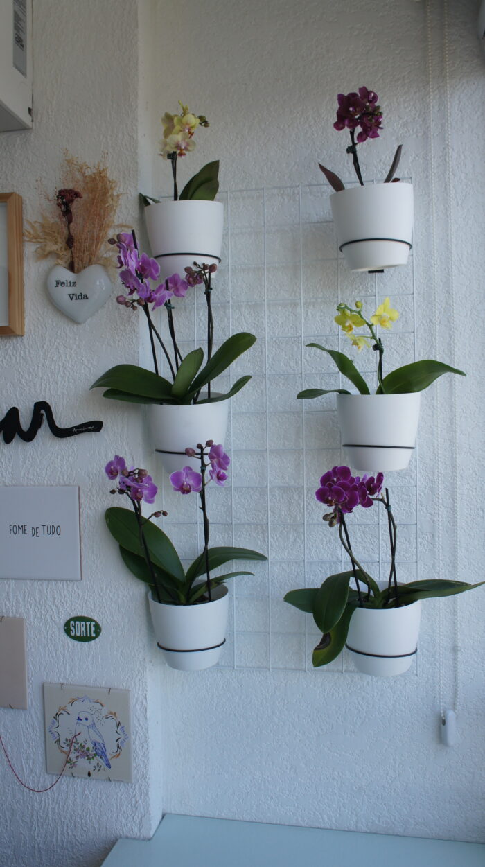 Dicas para cuidar de orquídea em casa