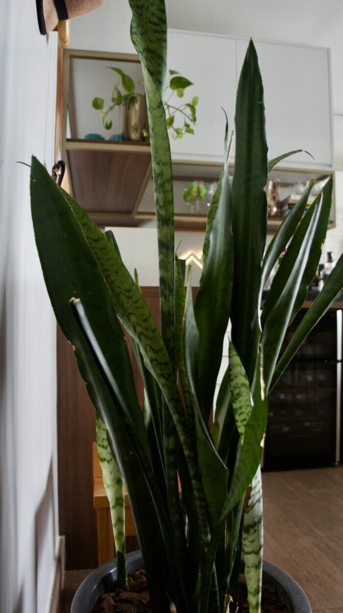 5 Motivos para ter a Espada de São Jorge na entrada de casa