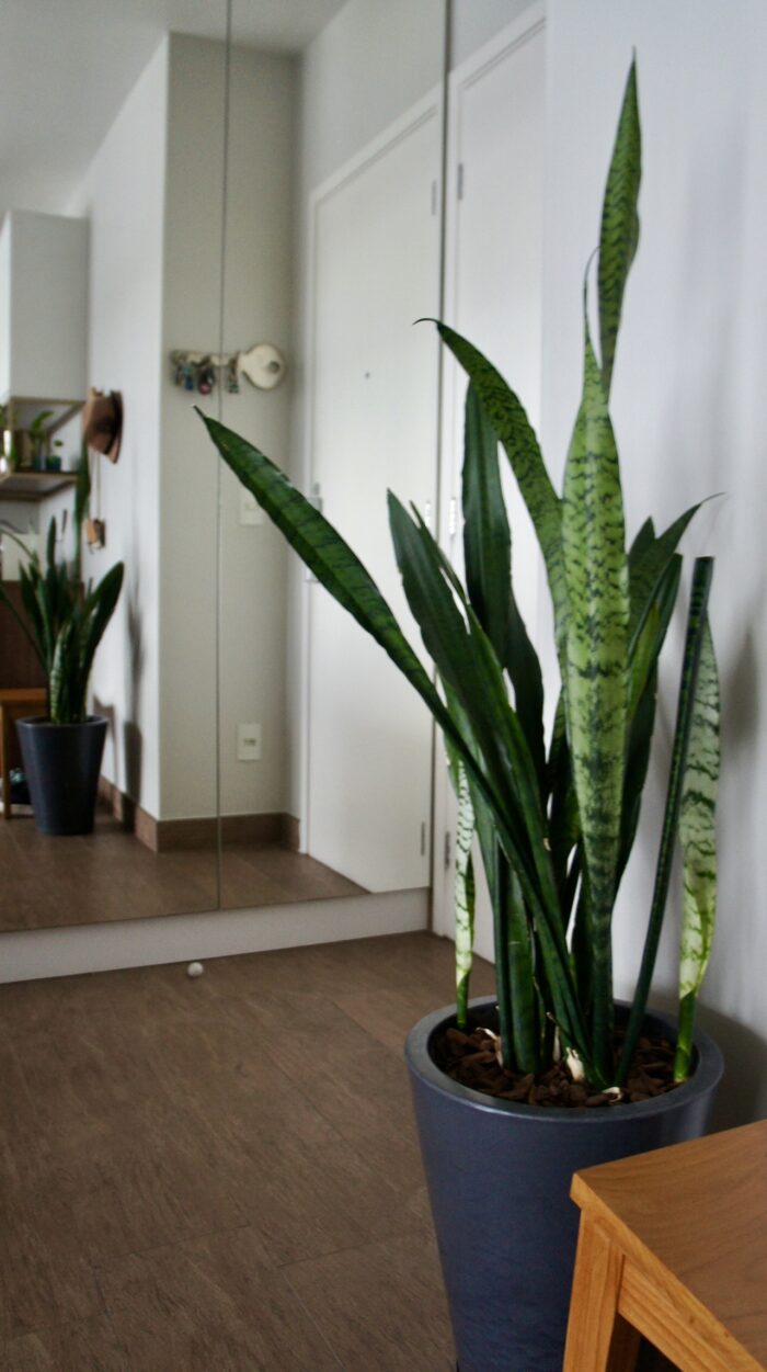 5 Motivos para ter a Espada de São Jorge na entrada de casa