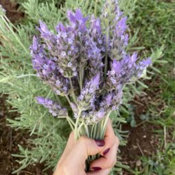 Receita de sorvete de flores de lavanda