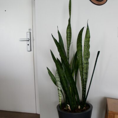 5 motivos para ter a Espada de São Jorge na entrada de casa